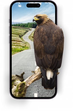 Darstellung eines iPhones mit einem Steinadler davor und einer sich schlängelnder Straße mit Landschaft dahinter.